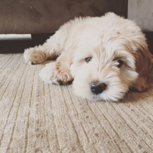 Cobberdog Puppies For Sale Australian Labradoodle Difference