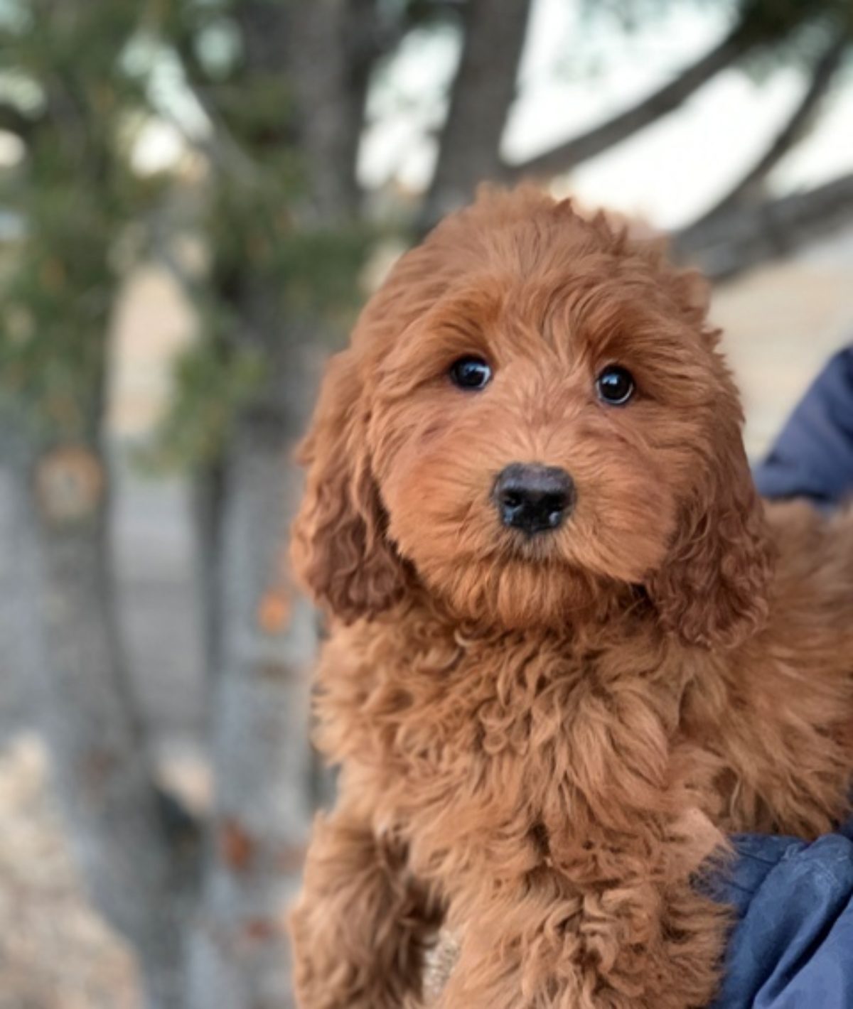 Australian best sale cobberdog aussiedoodle