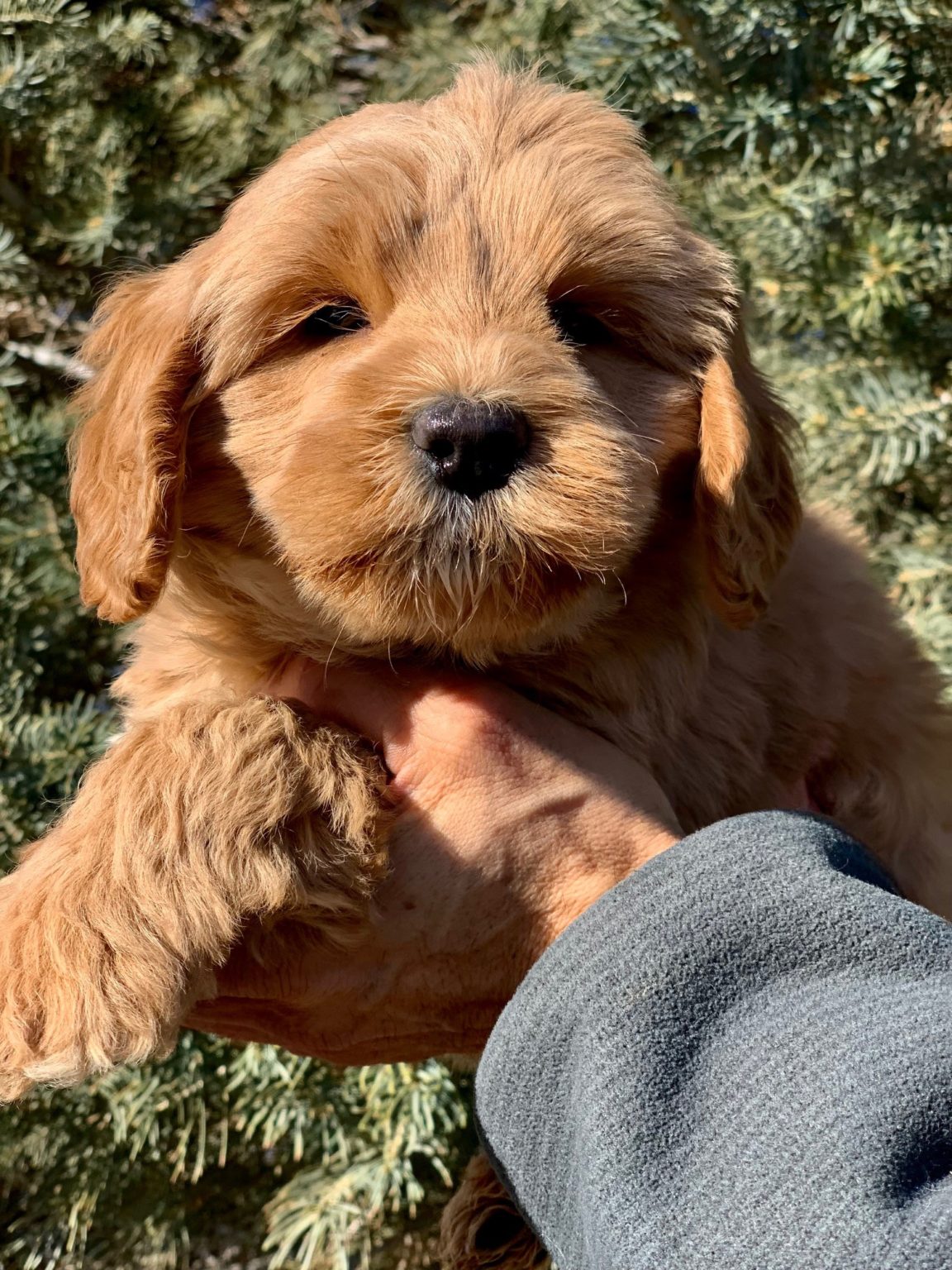 Puppies Available Now | Australian Labradoodle Breeder in Colorado